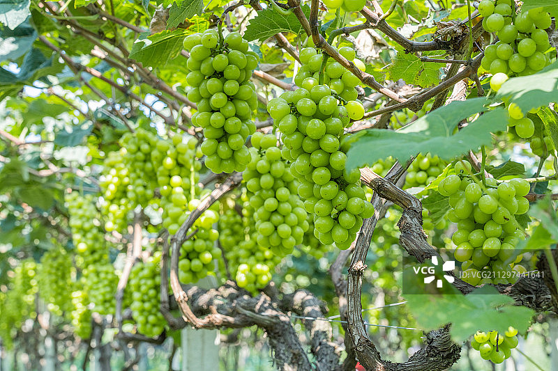 生长在树上成熟的阳光玫瑰葡萄图片素材