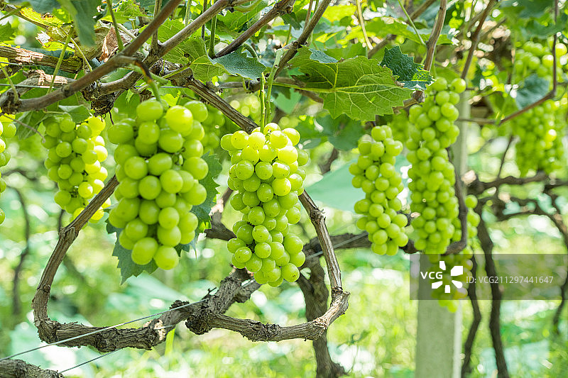 生长在树上成熟的阳光玫瑰葡萄图片素材