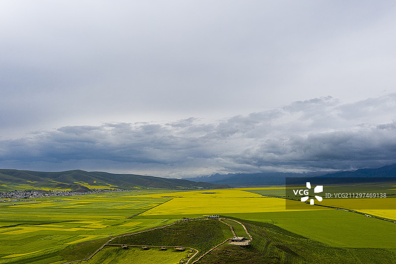 青海省海北藏族自治州门源县青石嘴油菜花海图片素材
