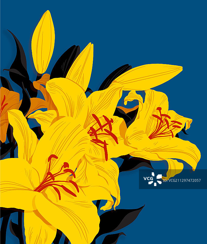 百合花图片素材