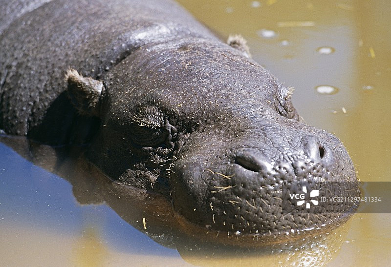 侏儒河马图片素材