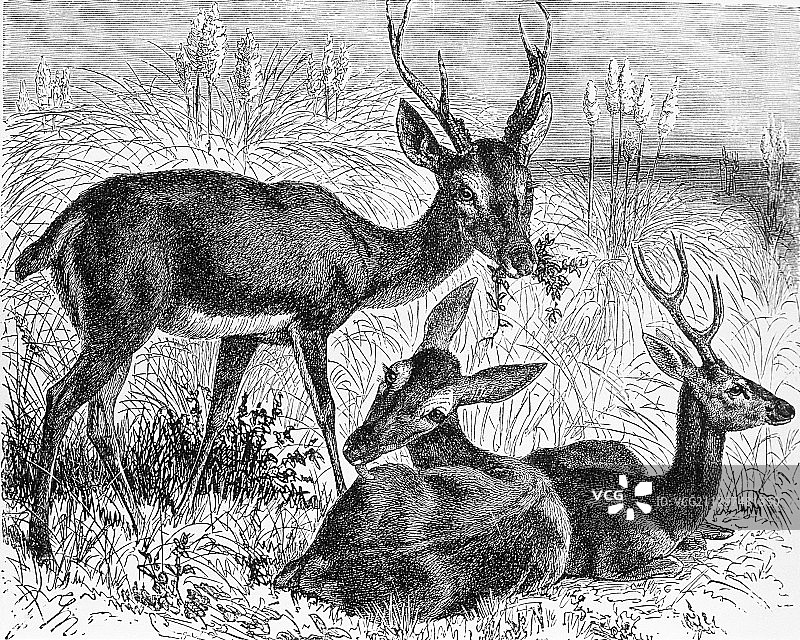 潘帕斯鹿雕刻图片素材