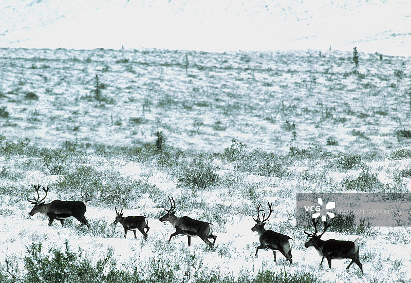 驯鹿群图片素材