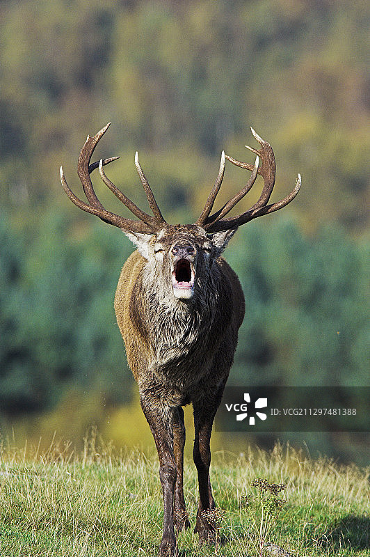 求偶的马鹿图片素材