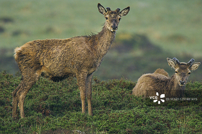 夏季的雄性赤鹿图片素材