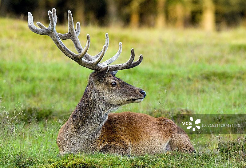 红鹿鹿图片素材