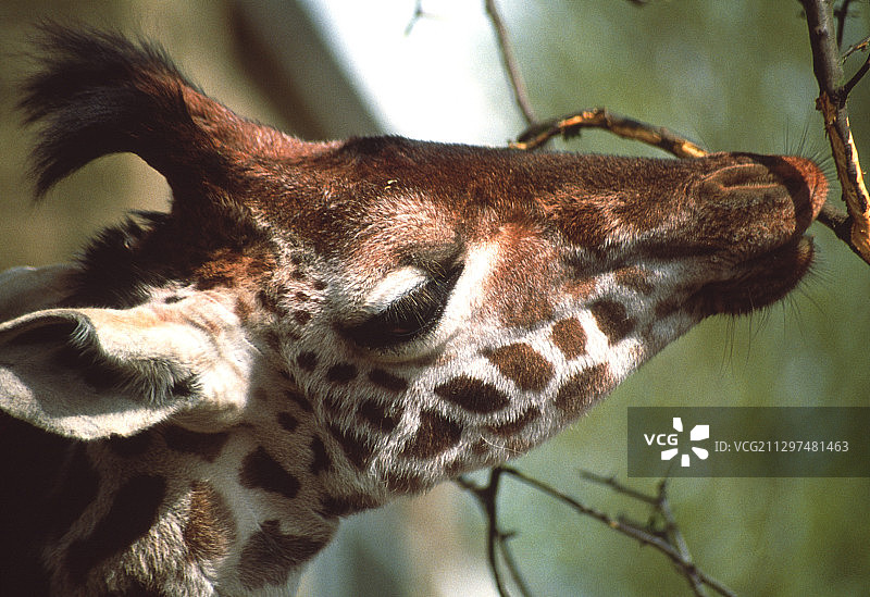 吃东西的⻓颈鹿图片素材