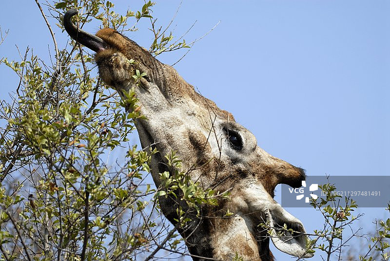 长颈鹿进食图片素材