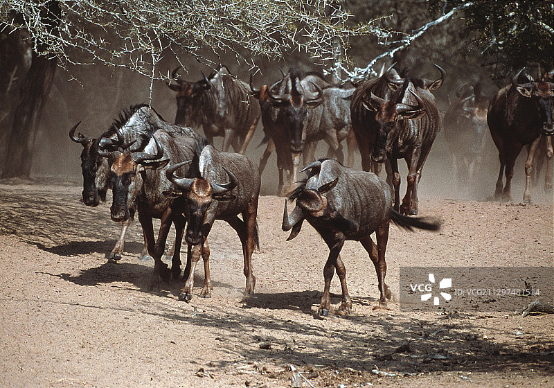 羚羊的一种图片素材
