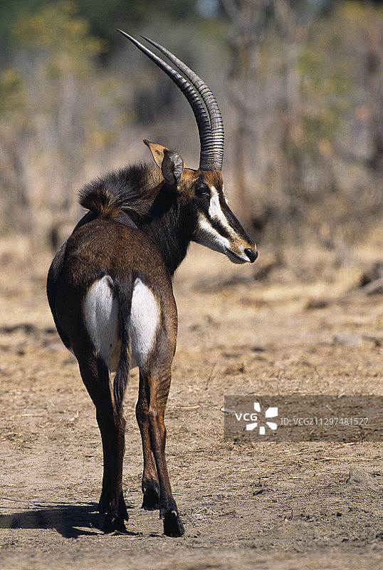 黑貂羚羊图片素材