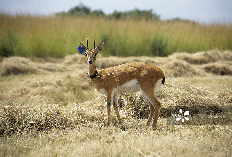 带标签的欧里比羚羊图片素材