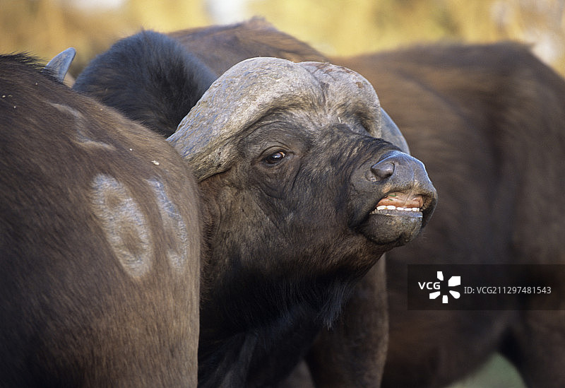非洲水牛群图片素材