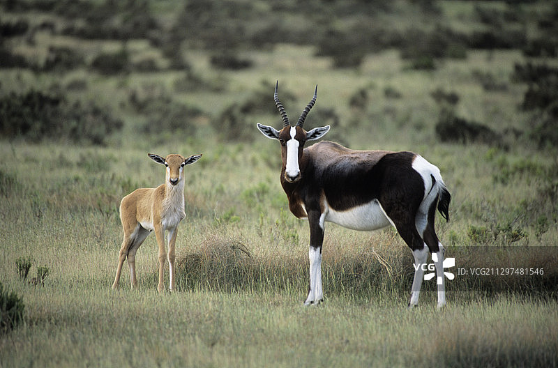 非洲小羚羊母子图片素材