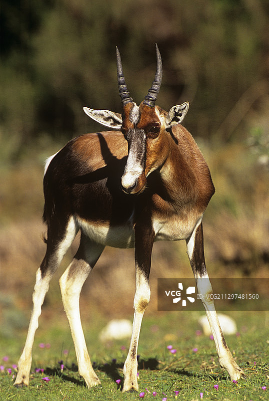 白肩牛羚图片素材
