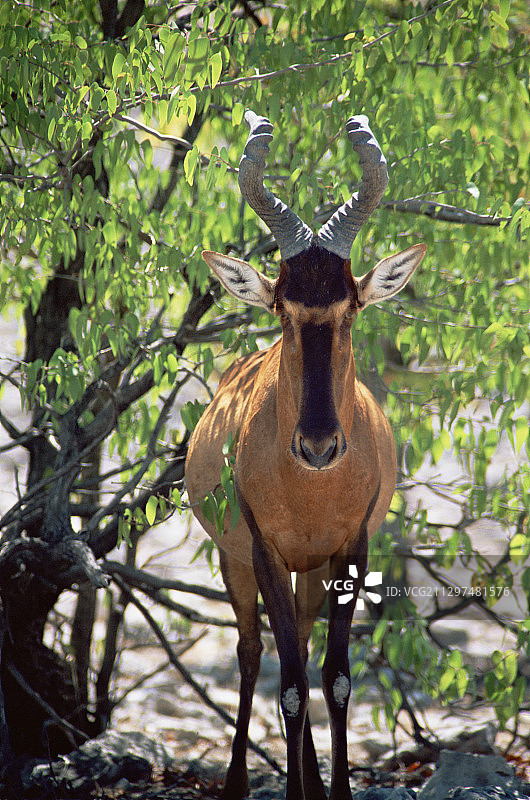 红色狷羚图片素材
