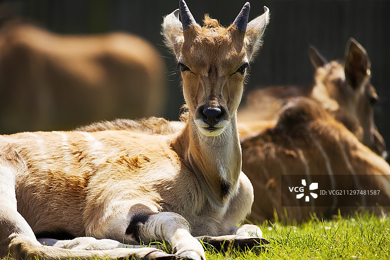 大羚羊幼崽图片素材