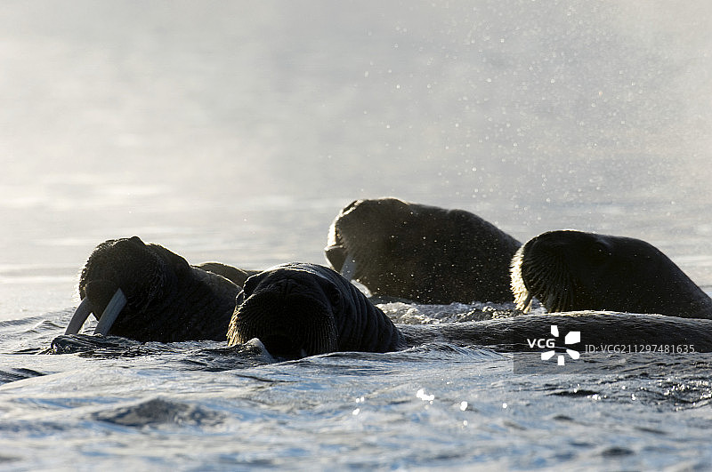 大西洋海象图片素材