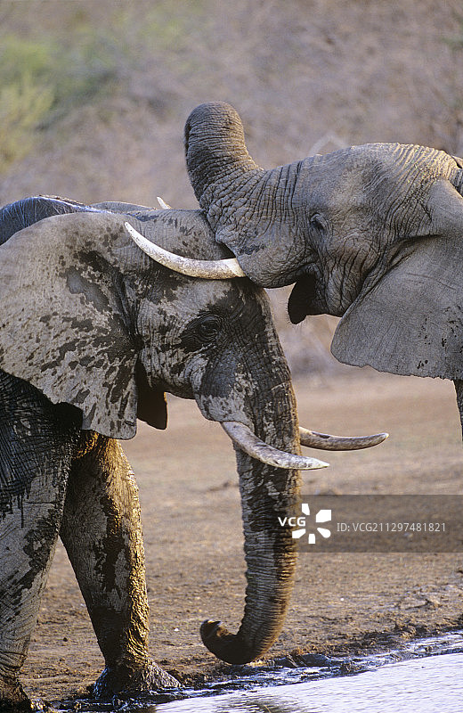 非洲象沐浴图片素材