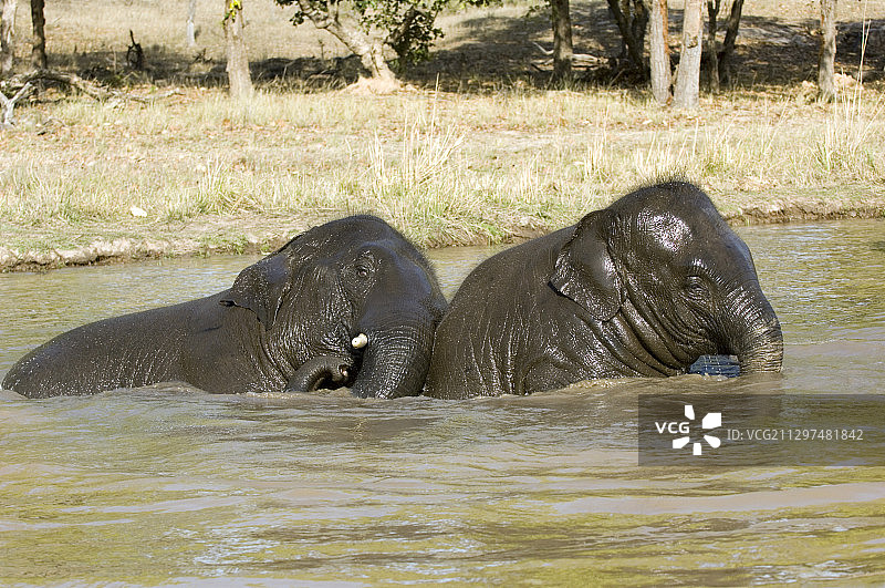 亚洲象图片素材