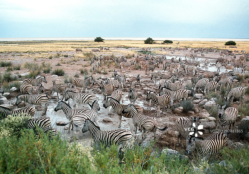 斑马群图片素材