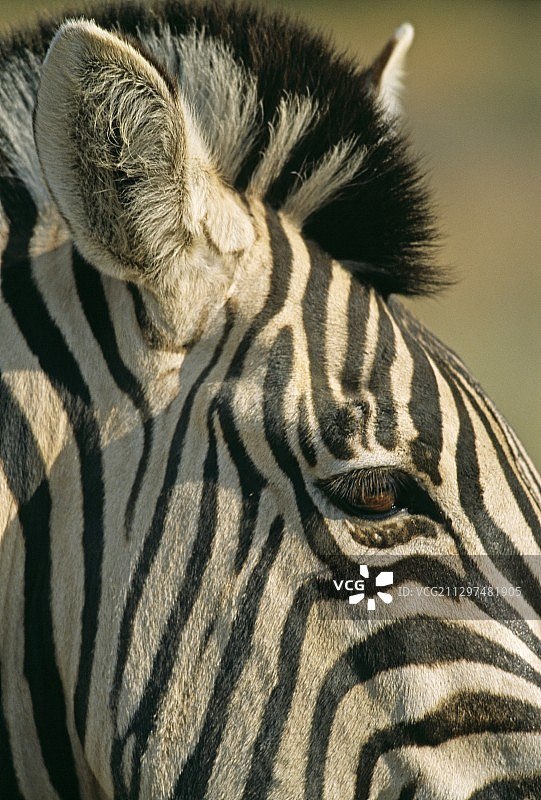 拟 Quagga 斑马图片素材