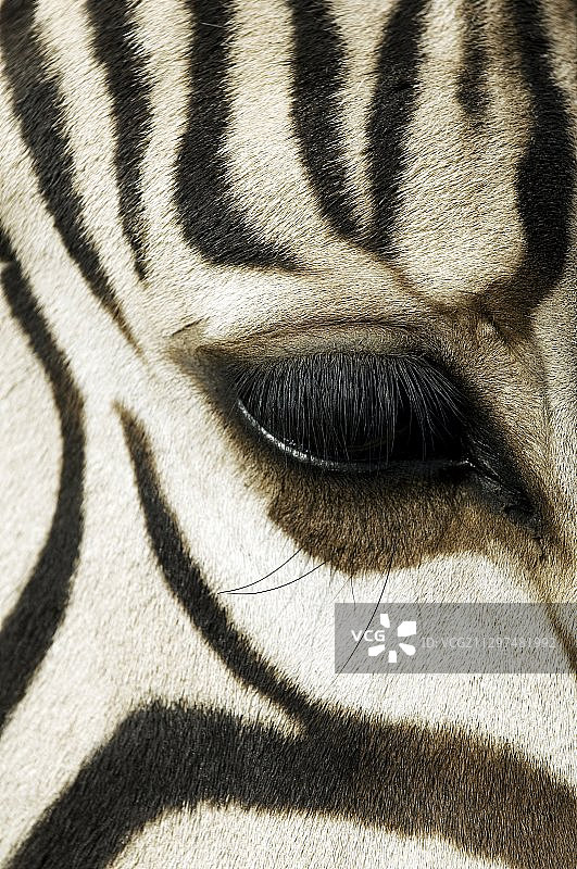 哈特曼斑马图片素材