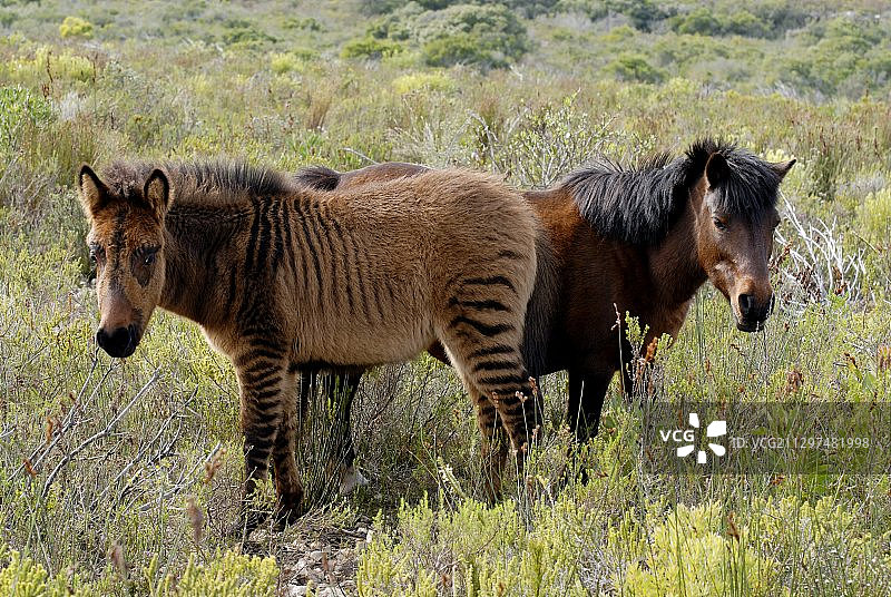 小矮马和它的母亲图片素材