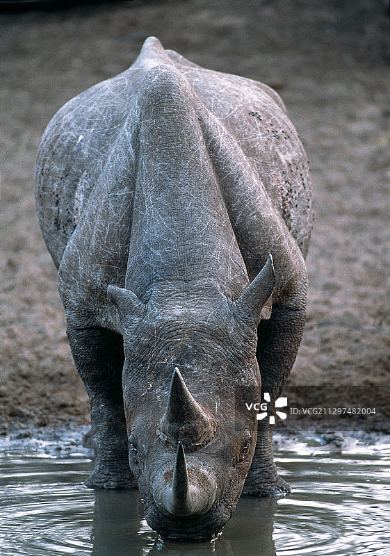 黑犀牛饮水图片素材