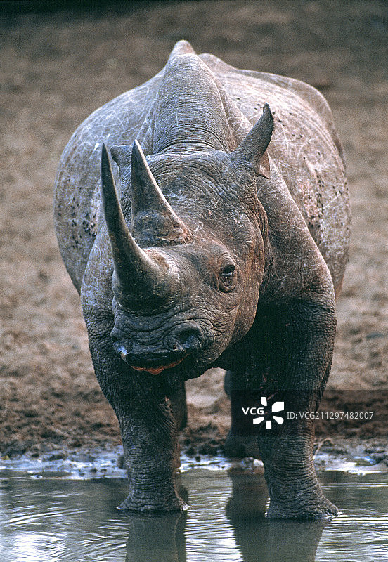 黑犀牛饮水图片素材