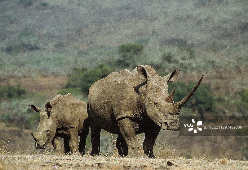 白犀牛母子图片素材