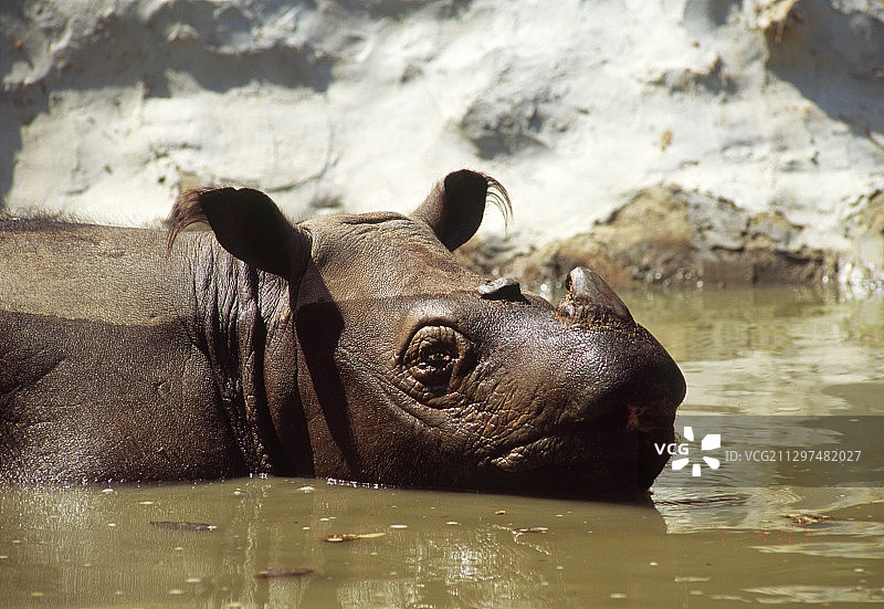 苏门答腊犀牛图片素材