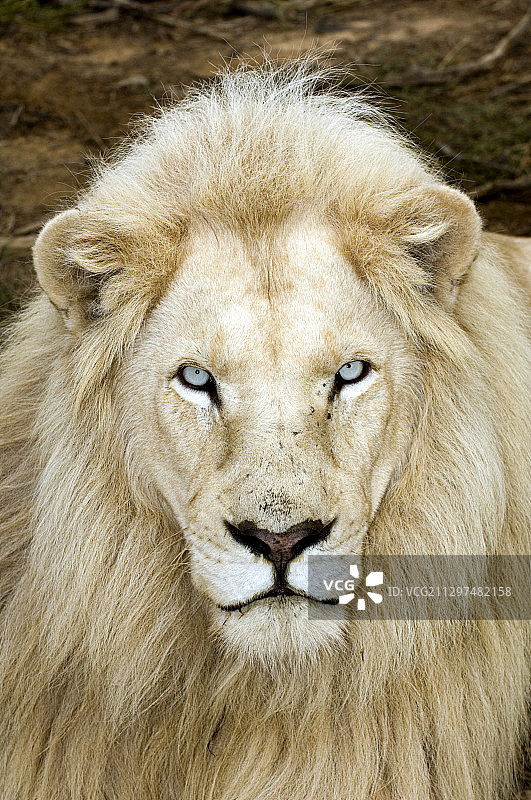 雄性白色狮子图片素材