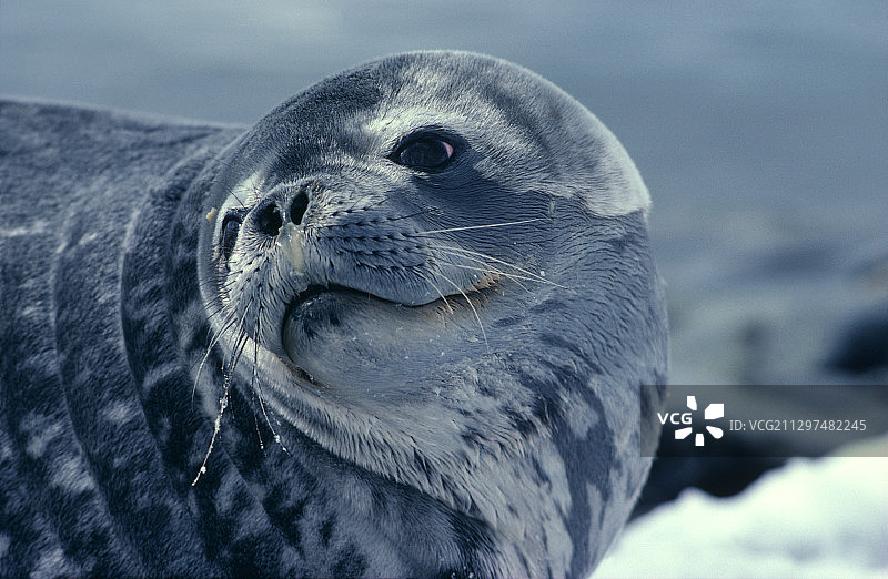 威德尔海豹图片素材