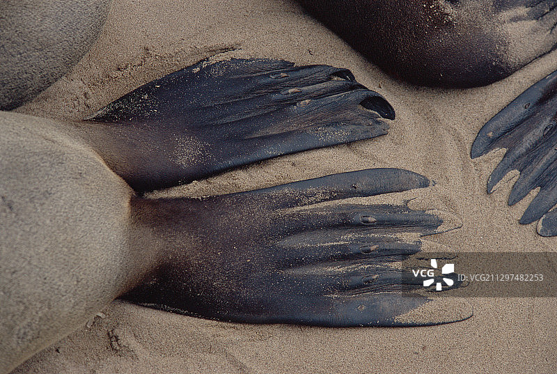 海狗鳍状肢图片素材