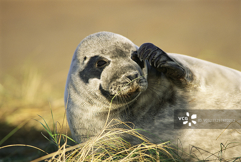 幼年格陵兰海豹图片素材