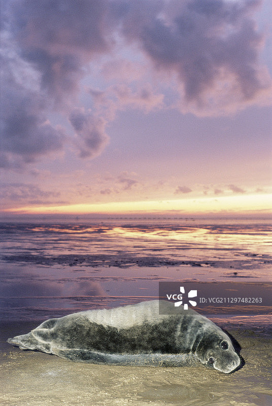 幼年格陵兰海豹图片素材