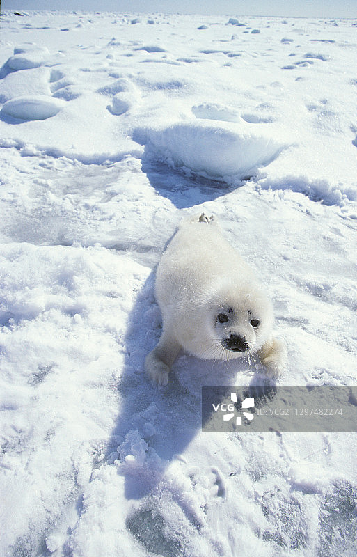 格陵兰海豹幼崽图片素材