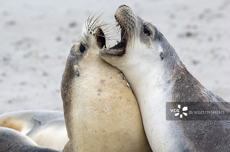 澳大利亚海狮图片素材