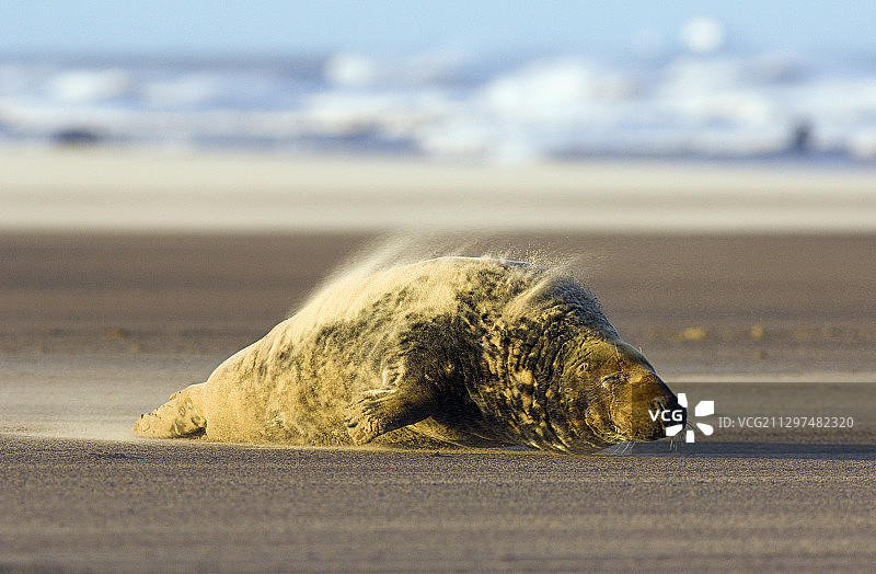 灰色海豹图片素材