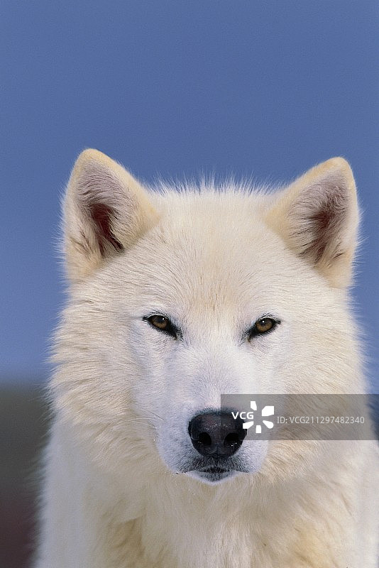 灰狼白色型图片素材