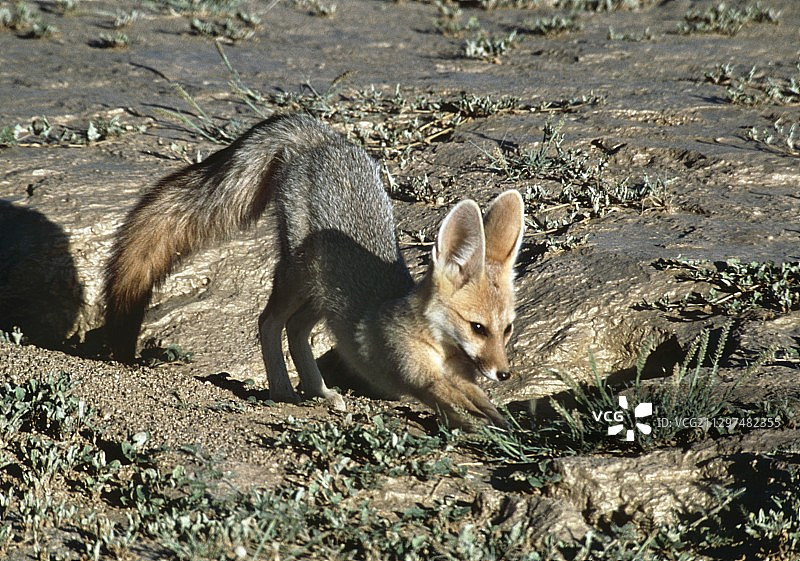 南非狐图片素材