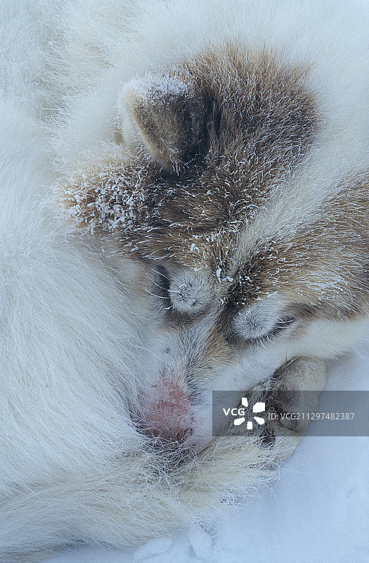 睡着的哈士奇犬图片素材