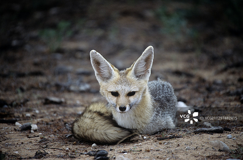 南非狐图片素材