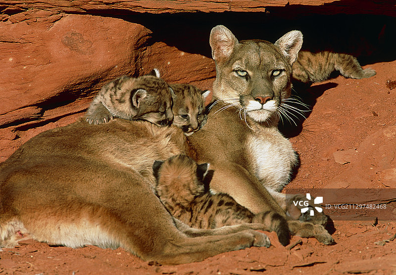 母美洲狮和她的幼崽图片素材