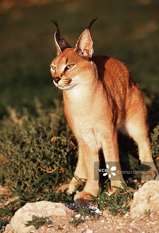 卡拉卡尔图片素材