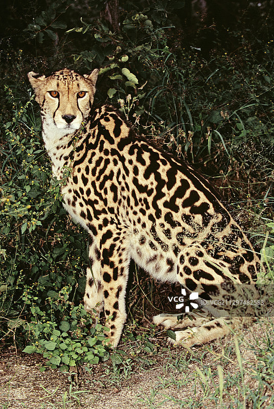 国王猎豹图片素材