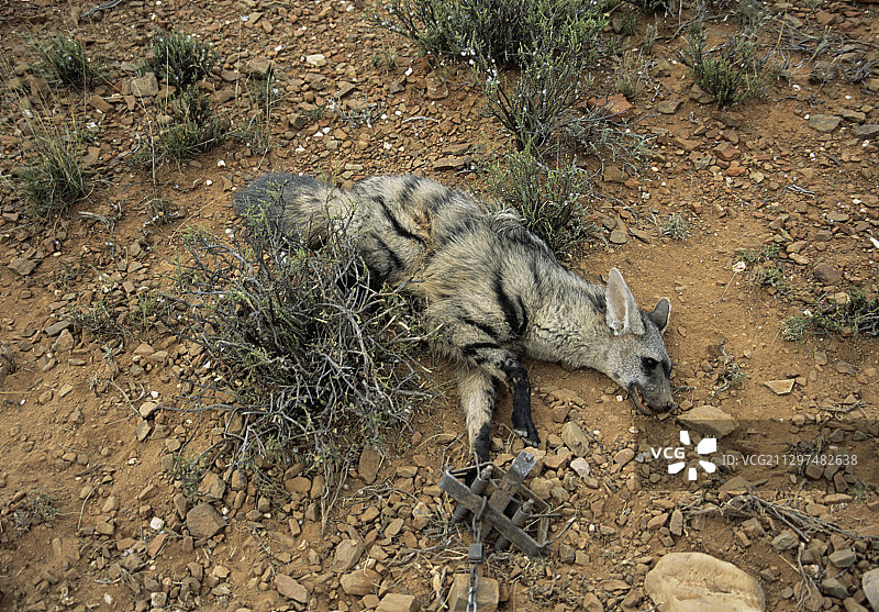 陷阱中的土狼图片素材