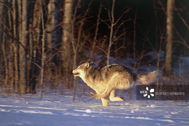 奔跑的灰狼图片素材