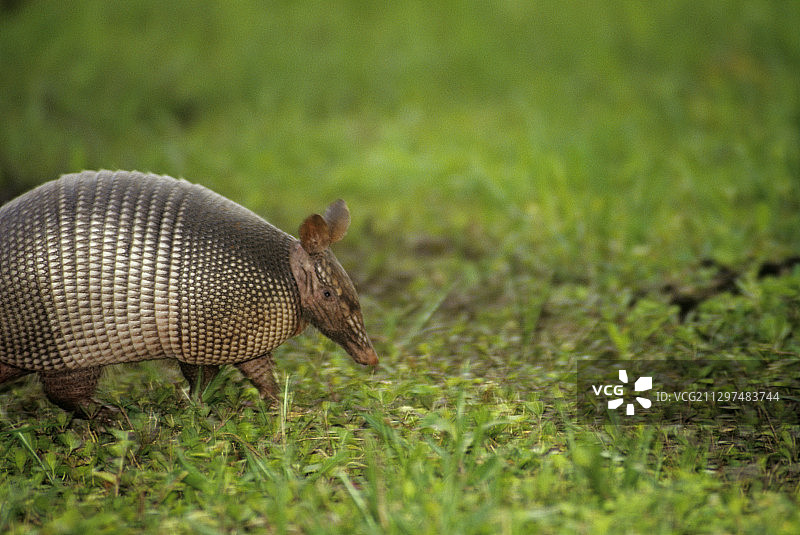 九带犰狳图片素材