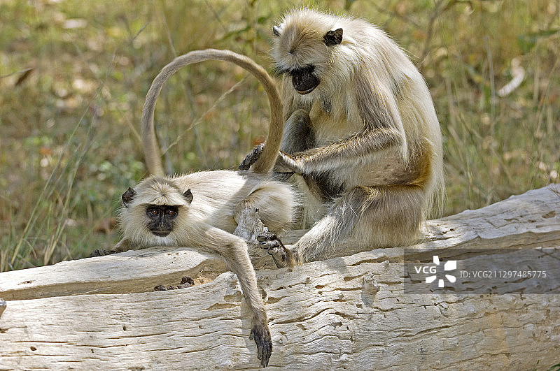 长尾叶猴互相梳理毛发图片素材